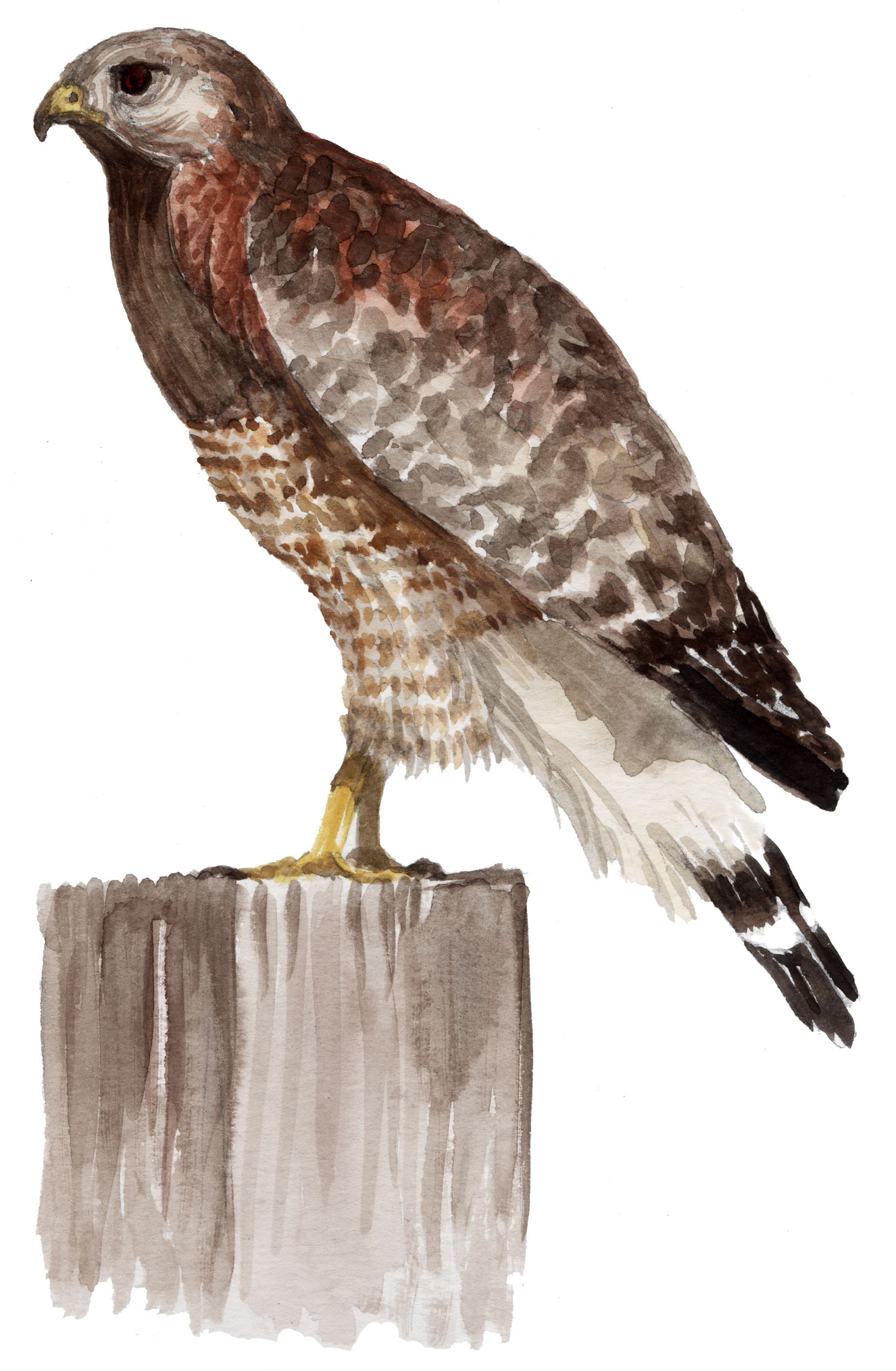 watercolor painting of a red shoulder hawk